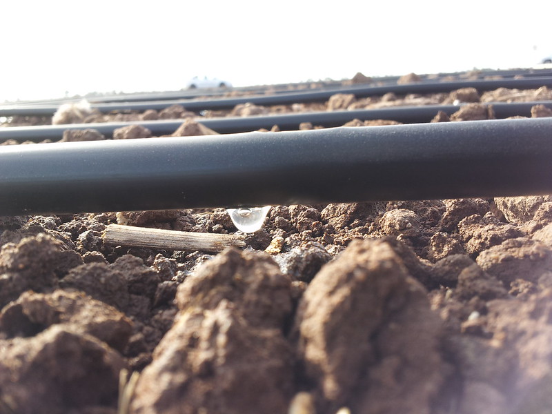 drip irrigation a water saving method for greener landscapes