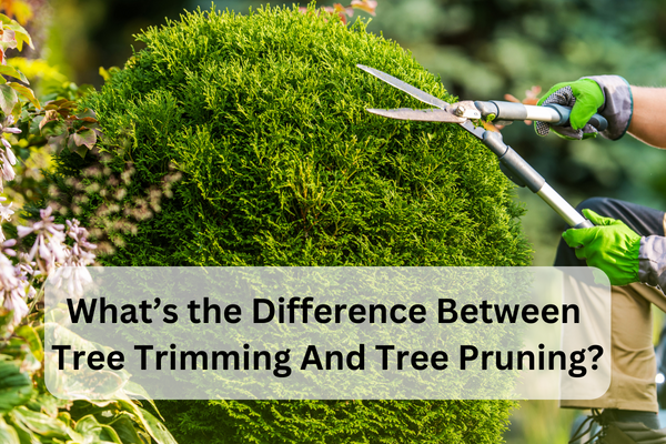 what’s the difference between tree trimming and tree pruning