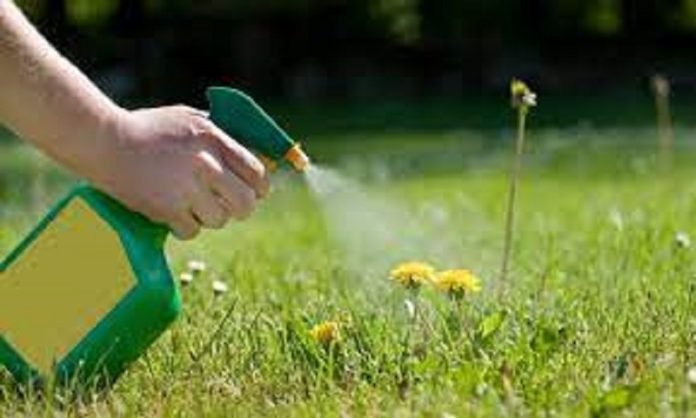 The Role of Pest and Weed Control in Protecting Your Lawn and Garden