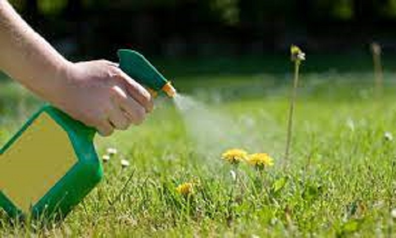 the role of pest and weed control in protecting your lawn and garden
